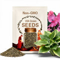Hosta Seeds | Rare Color Foliage Plant | Perennial Garden Flowers | Exotic Bonsai Variety
